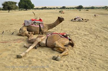 03 Camelride,_Sanddunes,_Kuri_DSC3366_b_H600